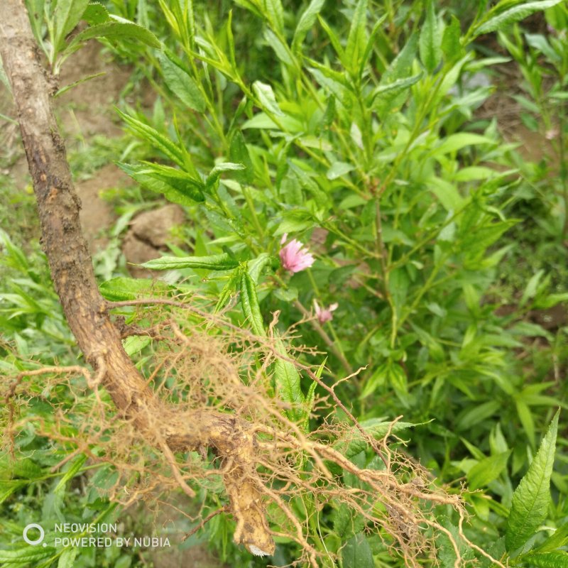 绿化苗木菊花碧桃树苗龙柱碧桃观赏桃种植基地