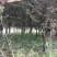 紫叶李绿化苗木基地直发欢迎考察