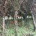 紫叶李绿化苗木基地直发欢迎考察