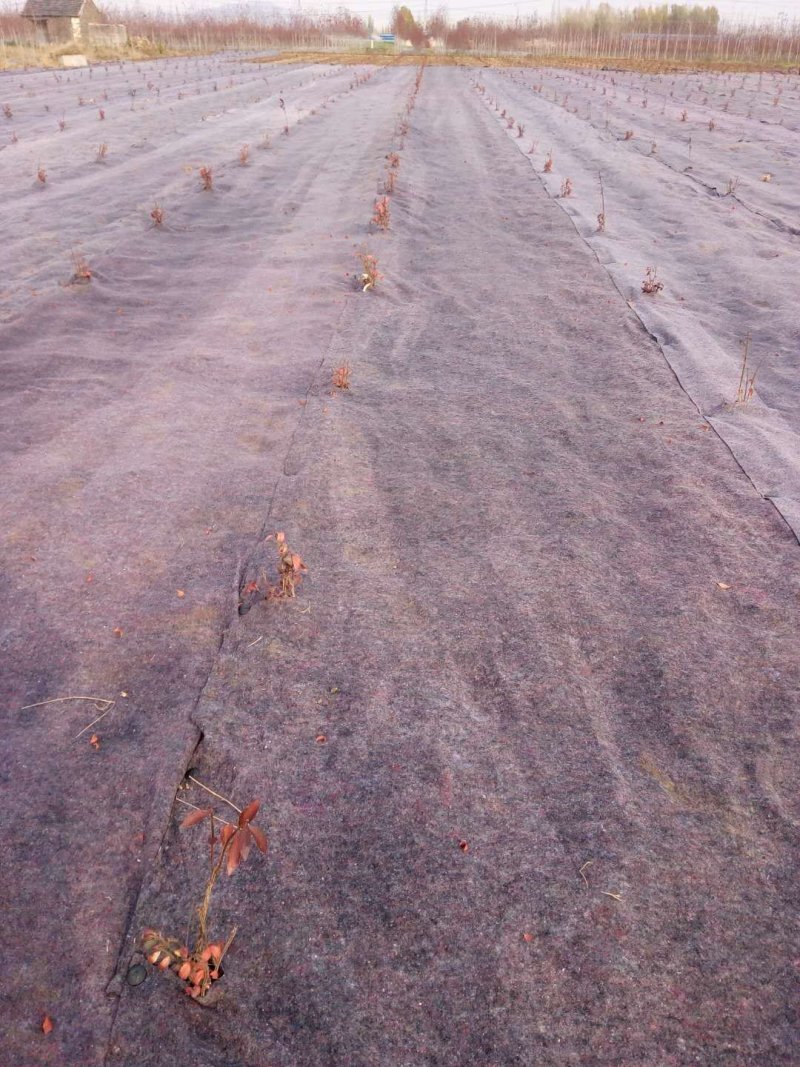 厂家低价直供南方地区苗木除草布防草效果好