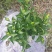 厂家低价直供南方地区苗木除草布防草效果好