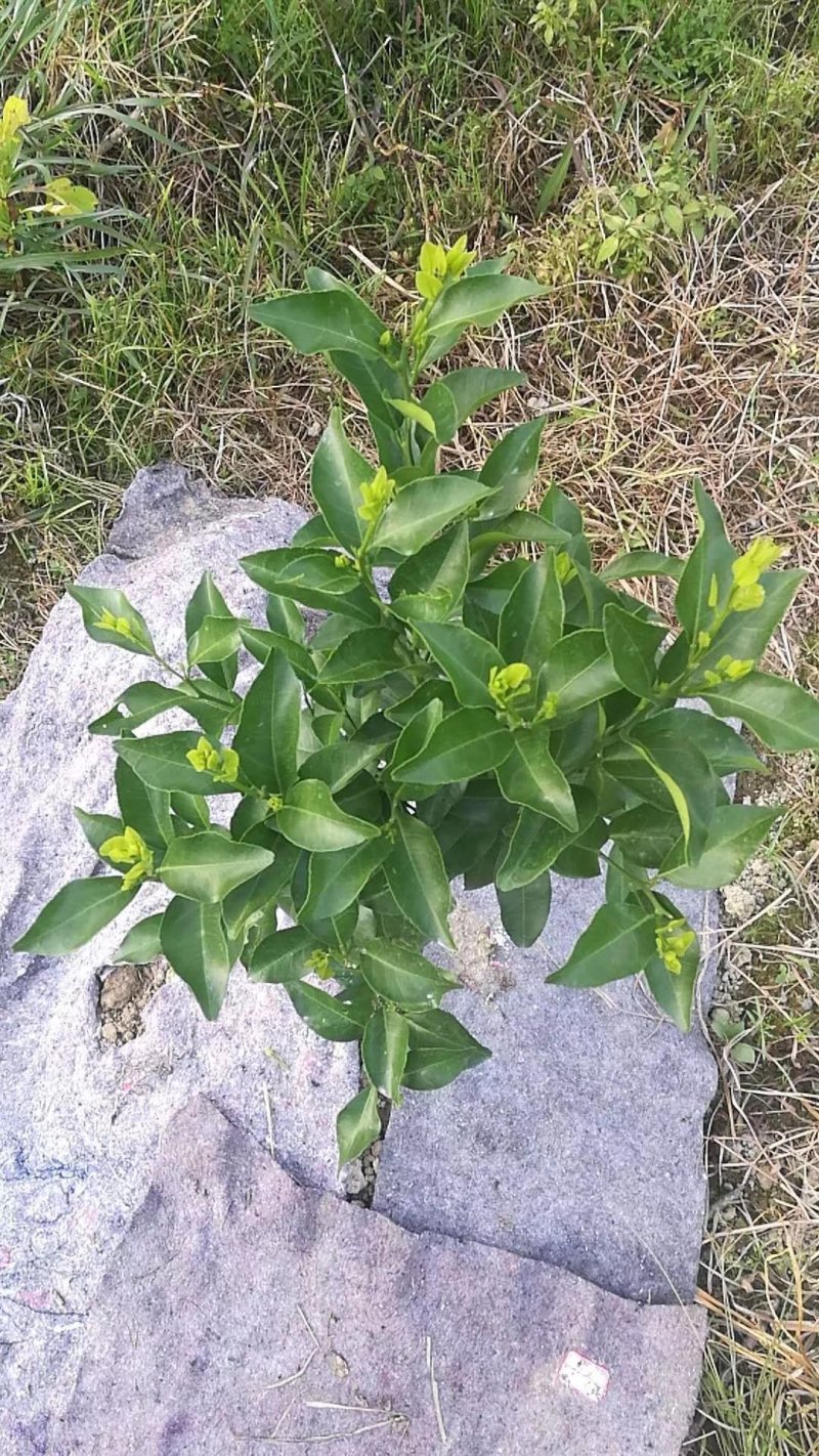 厂家低价直供南方地区苗木除草布防草效果好