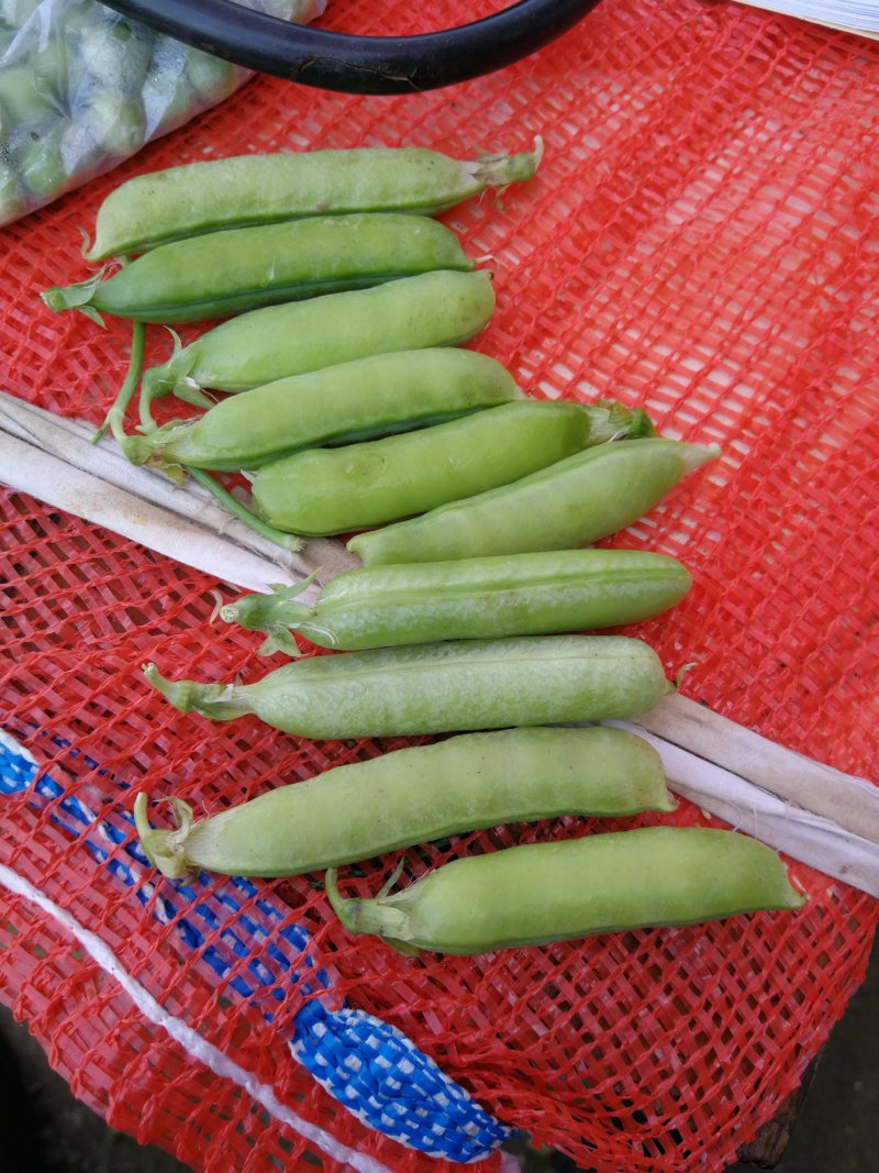 【商超品质】青豌豆湖北襄阳豌豆大量供应中代发全国各市场