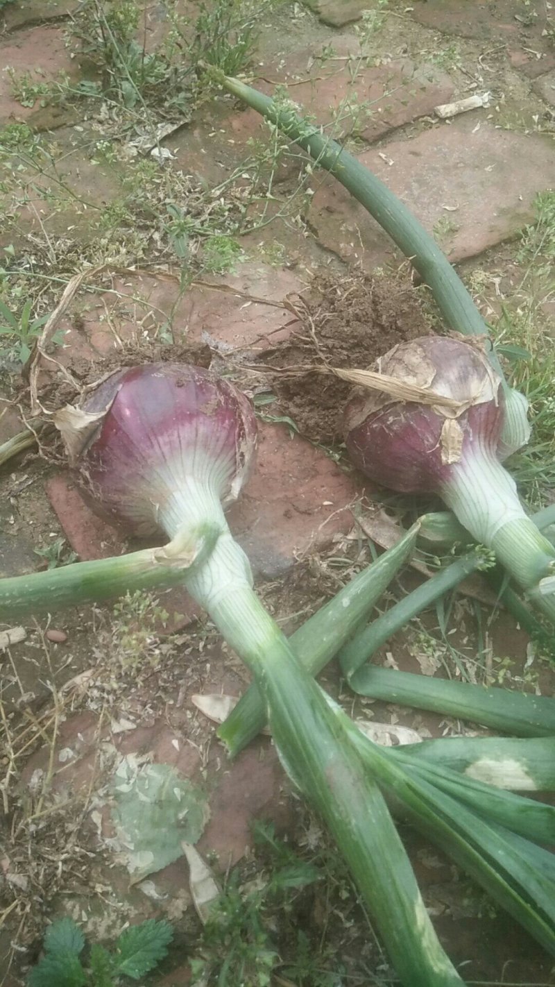 红皮洋葱