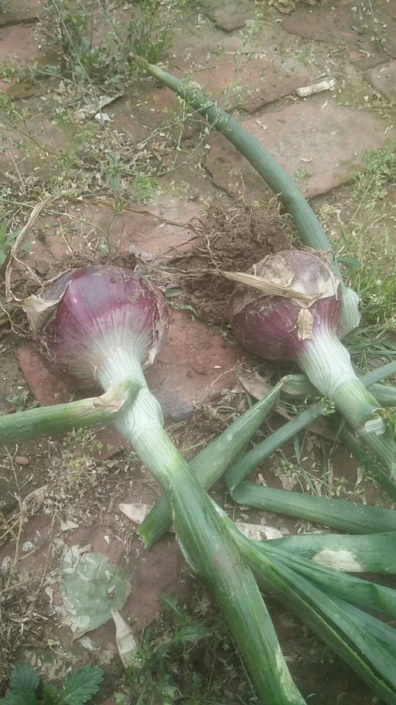 红皮洋葱