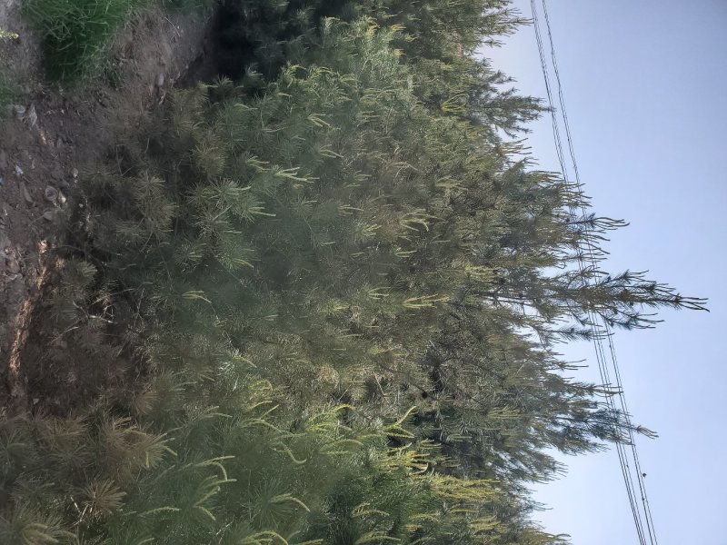 白皮松