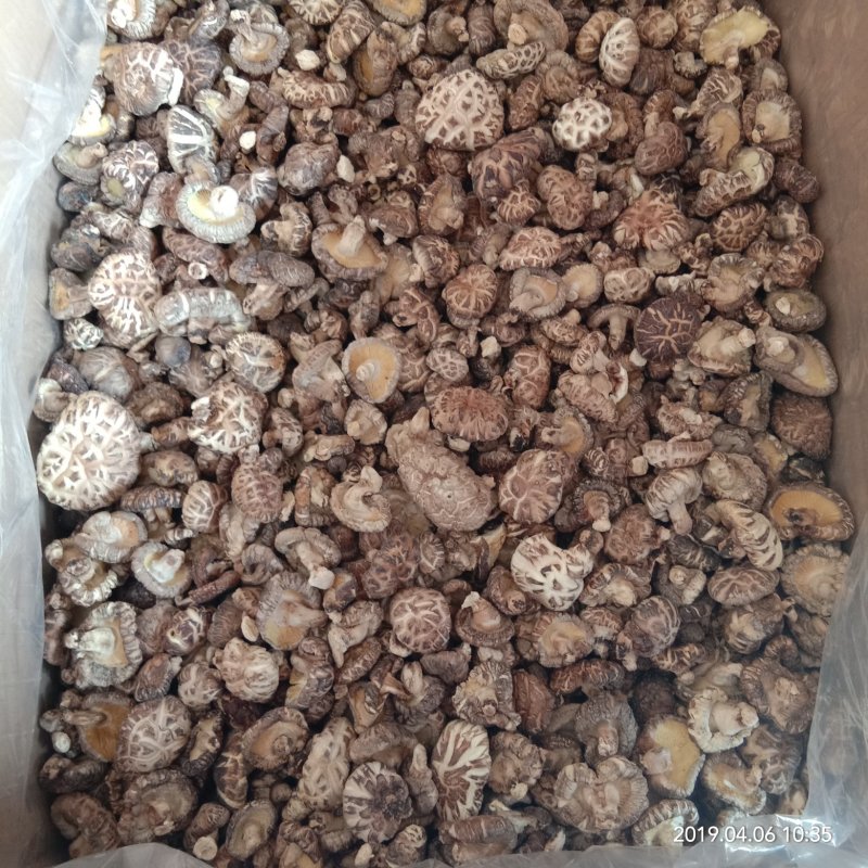陕西汉中椴木麻花菇白花菇