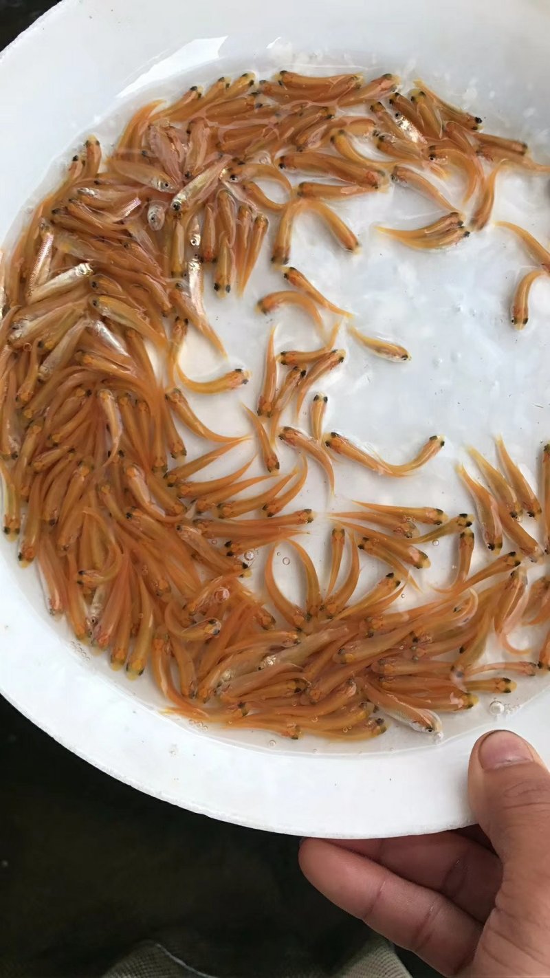 俄罗斯金草鱼苗(全程提供技术指导，量大从优)