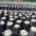 陕南头茬黑木耳批发