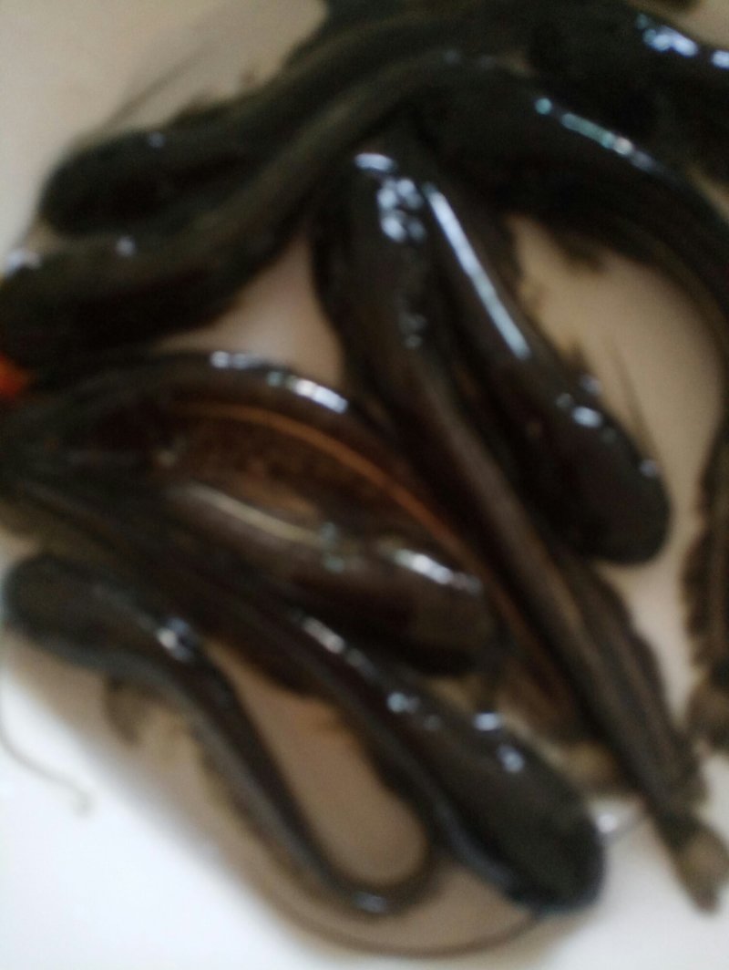 大口鲢，肉食性鱼类，长势快，成活率高……7