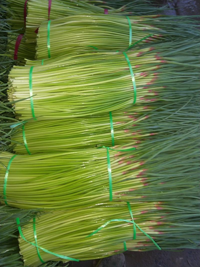 中牟县韩寺精品红冒蒜苔大量上市，合作共赢，可视频看货。