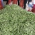 单县紫花油豆大量上市中！大吨位供货！质量保证，条长肉厚！
