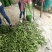 单县紫花油豆大量上市中！大吨位供货！质量保证，条长肉厚！