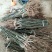 【包品种包技术】山东梨树苗基地玉露香梨树苗山东梨树苗品种