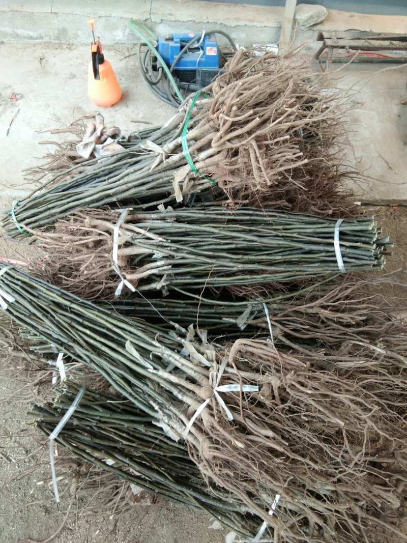 【包品种包技术】山东梨树苗基地玉露香梨树苗山东梨树苗品种