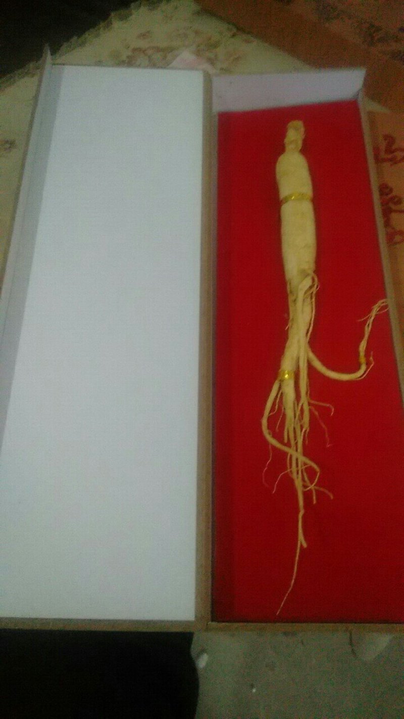 人参