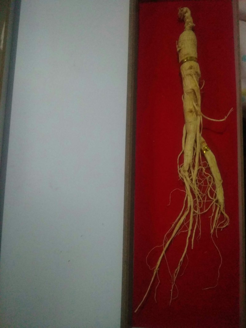 人参