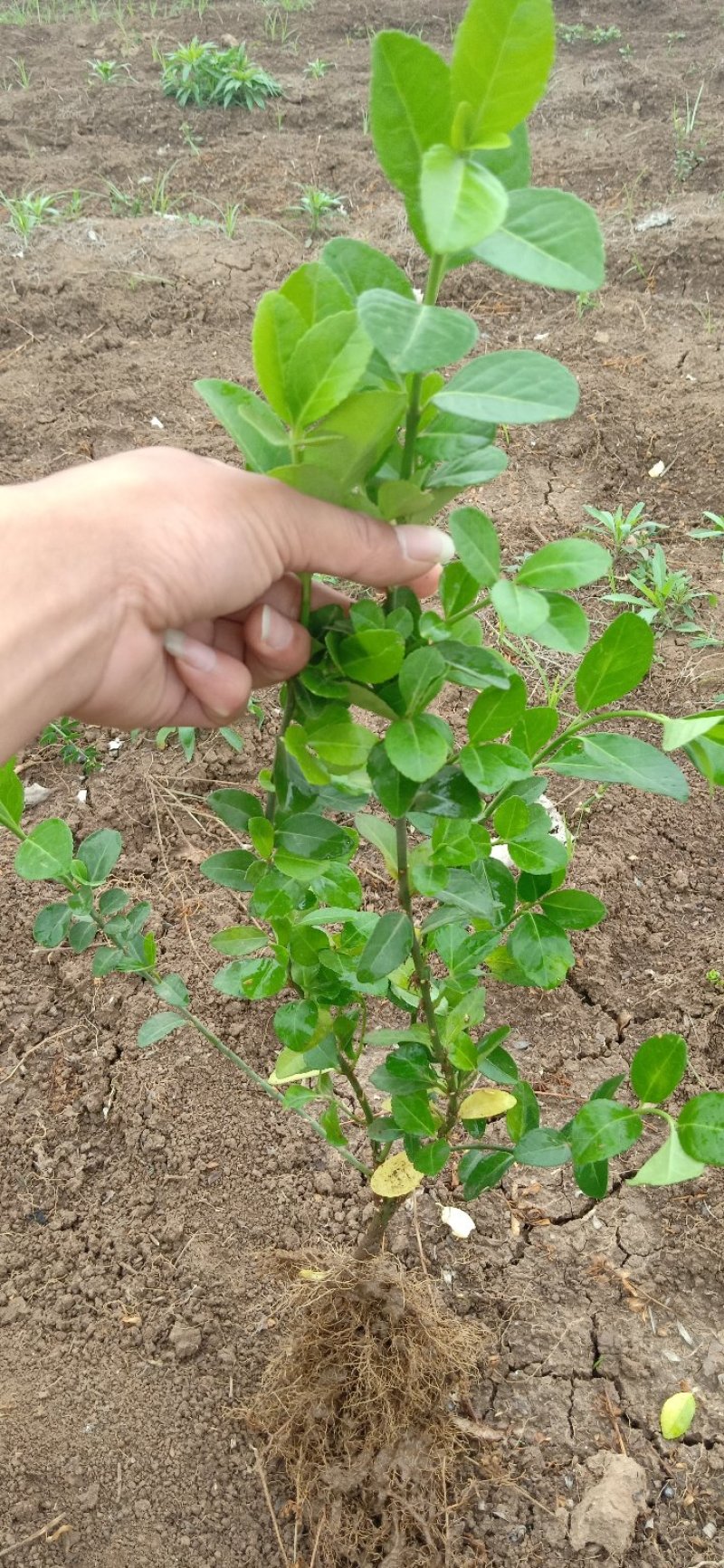 卫矛20-60公分.一手货源