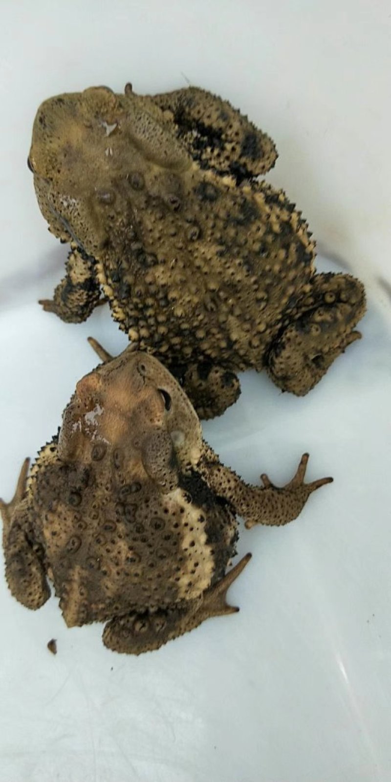 蟾蜍一癞蛤蟆
