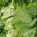 生菜球