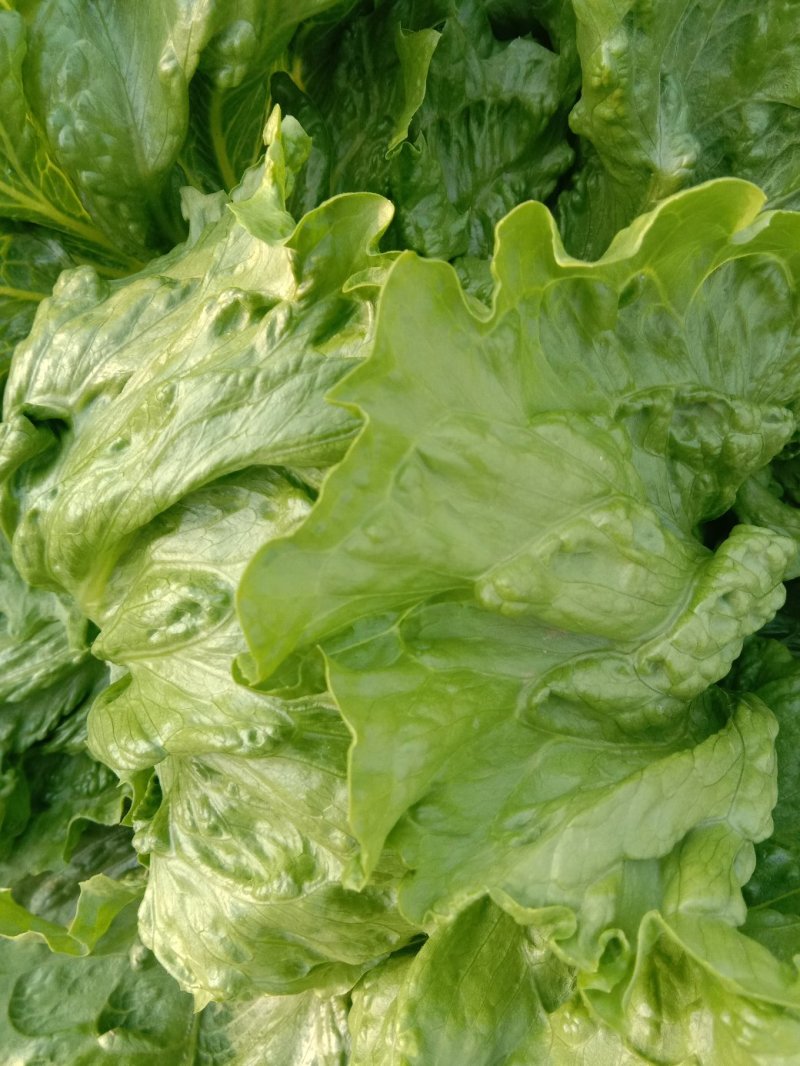 生菜球