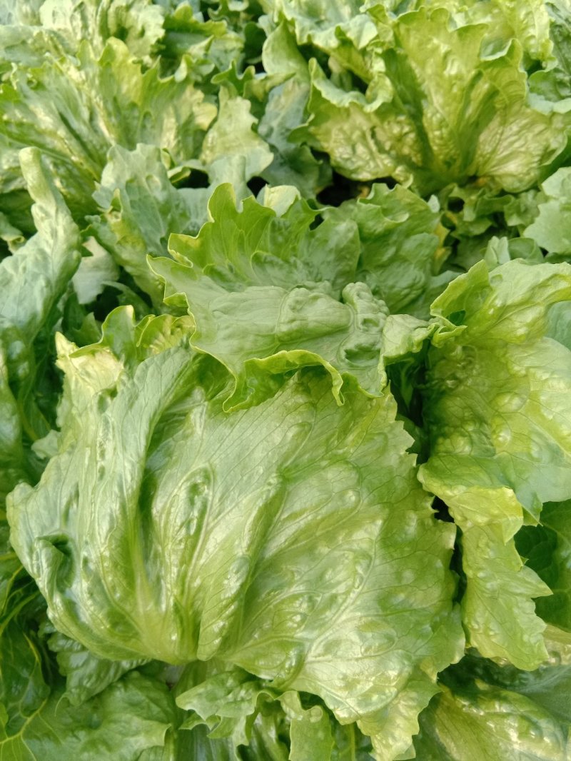 生菜球