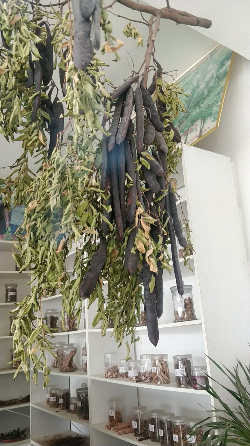 皂角种子大粒精品无虫蛀