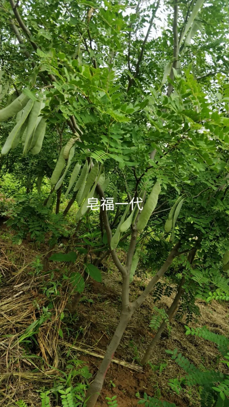 皂角种子大粒精品无虫蛀