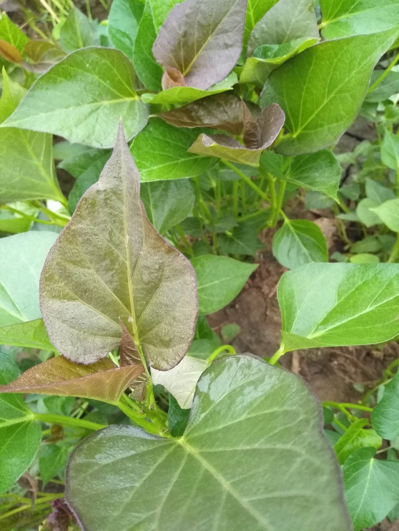 优质红薯苗