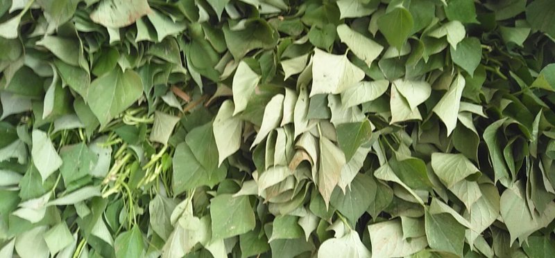 优质红薯苗