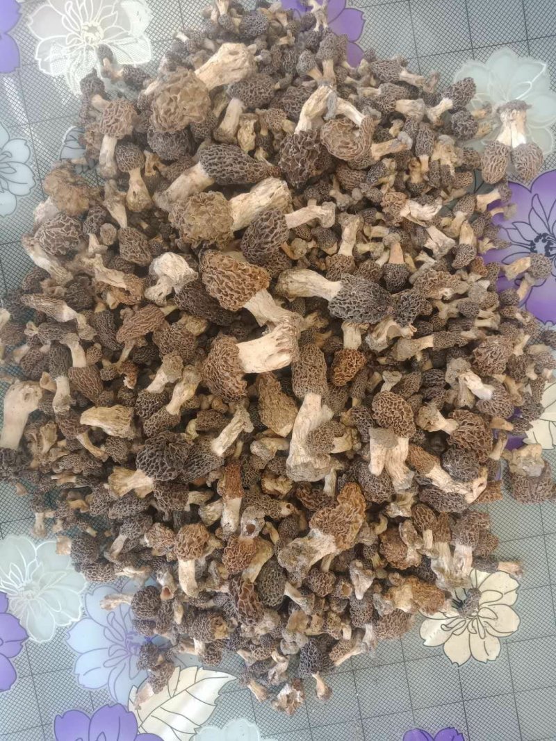 野生羊肚菌
