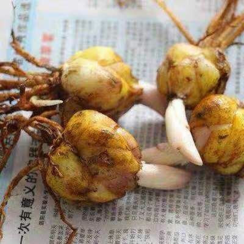 进口香水百合种球带芽包成活混色量大可货到付款包邮