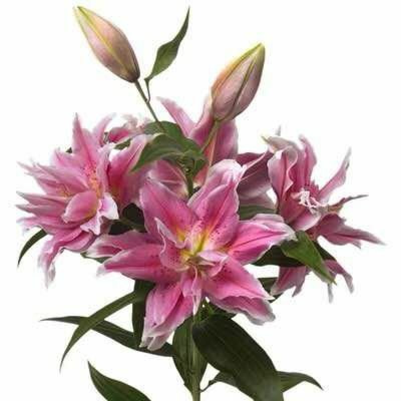 进口香水百合种球带芽包成活混色量大可货到付款包邮