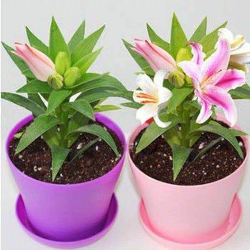进口香水百合种球带芽包成活混色量大可货到付款包邮