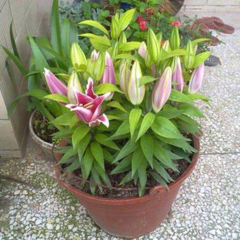进口香水百合种球带芽包成活混色量大可货到付款包邮
