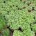 鲜花绿植碰碰香花卉桌面办公室盆栽植物薄荷花苗一抹香驱虫包