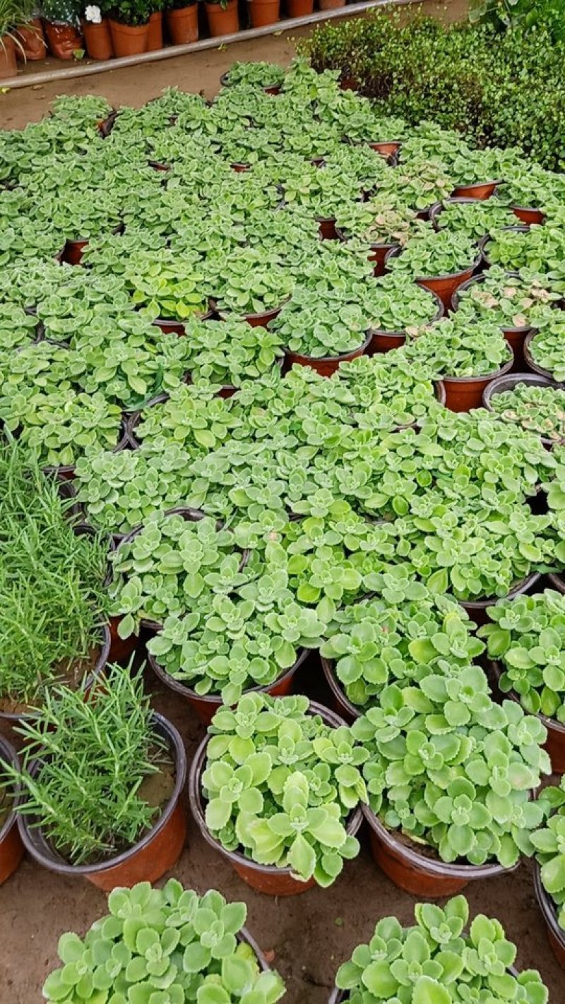 鲜花绿植碰碰香花卉桌面办公室盆栽植物薄荷花苗一抹香驱虫包