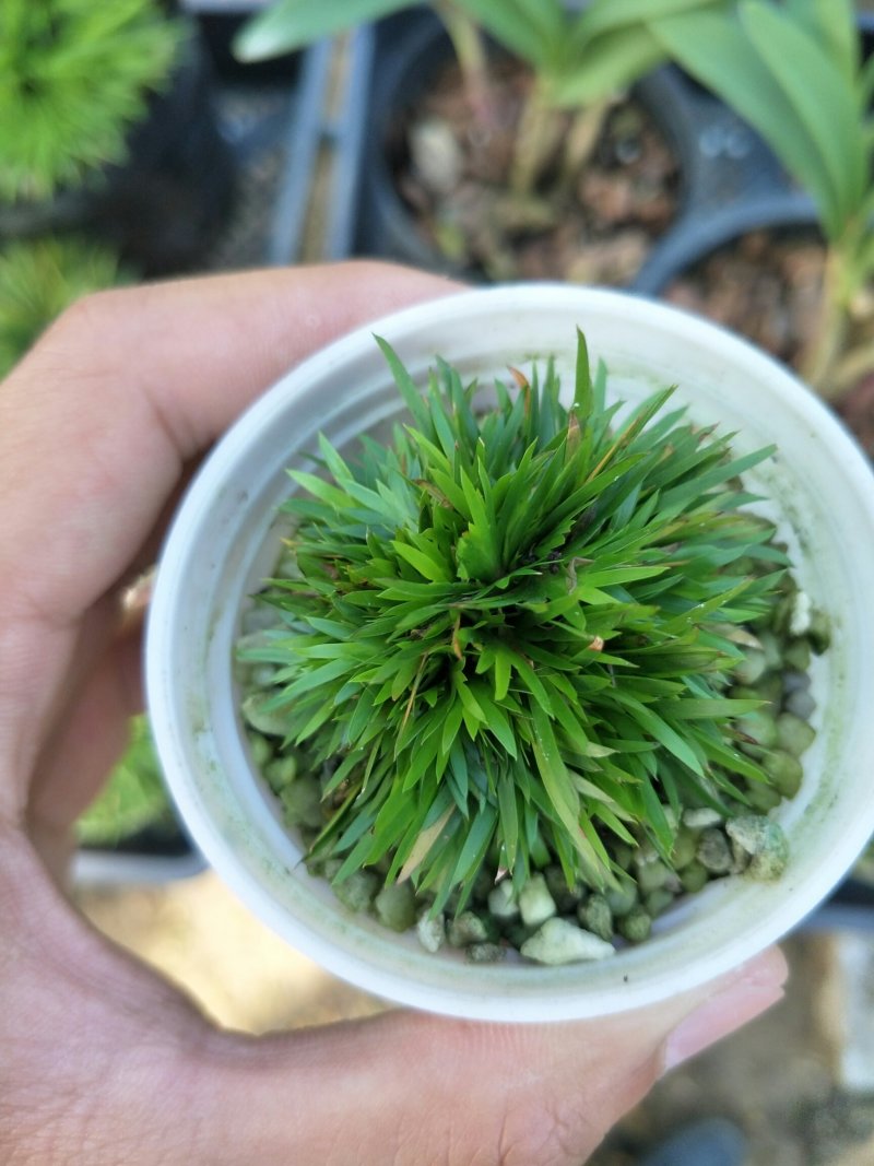 菖蒲正宗黄金极姬高级品种