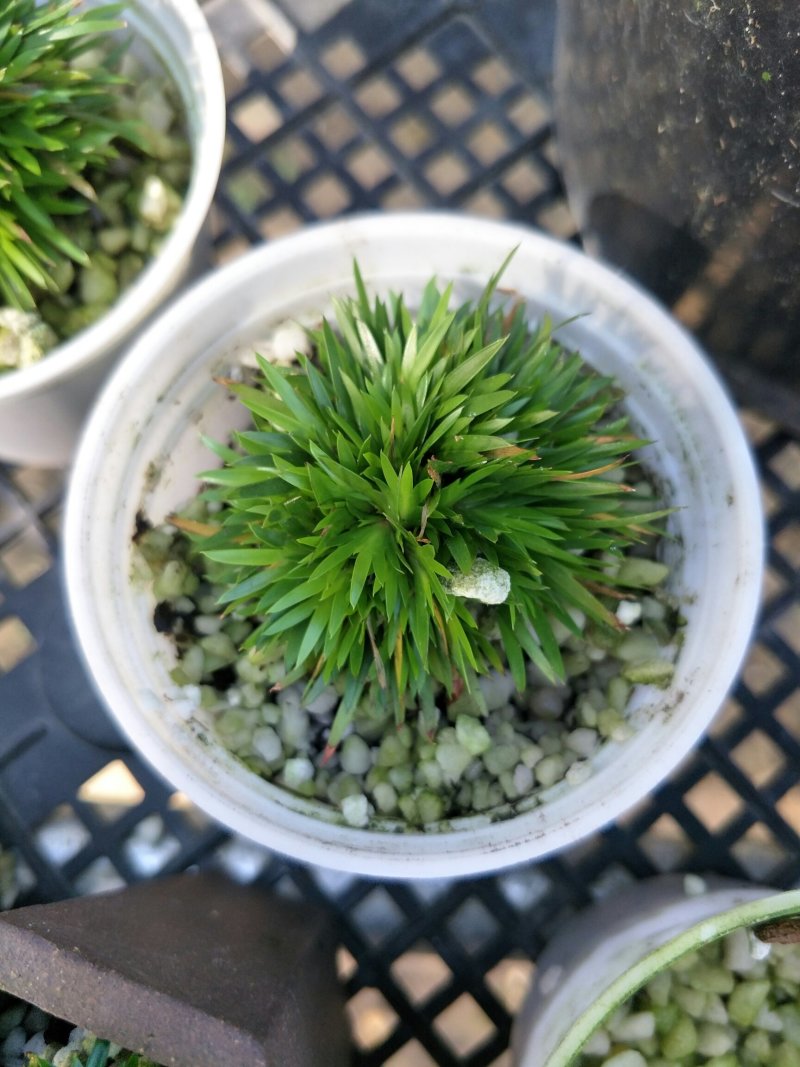 菖蒲正宗黄金极姬高级品种