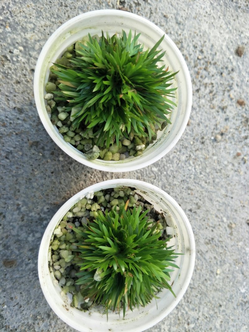 菖蒲正宗黄金极姬高级品种