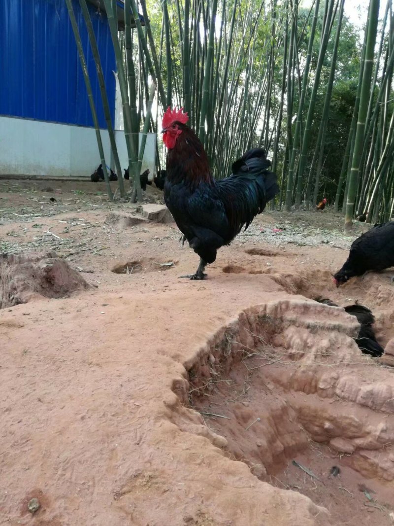 云南辣子鸡
