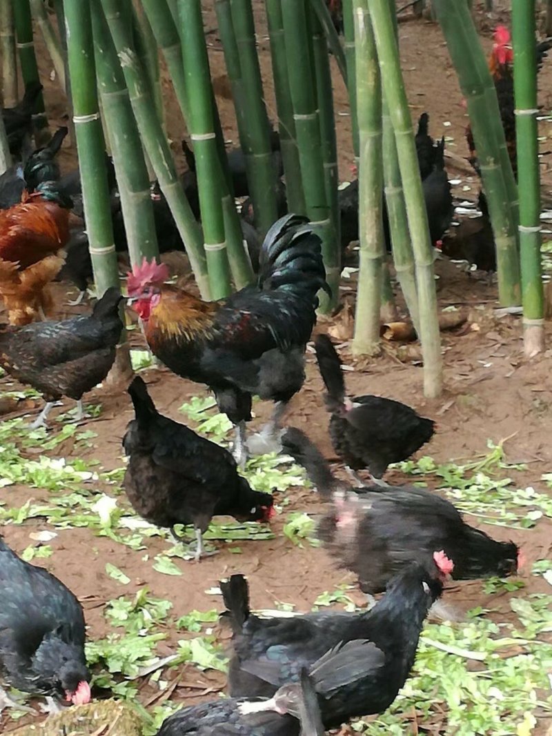 云南辣子鸡