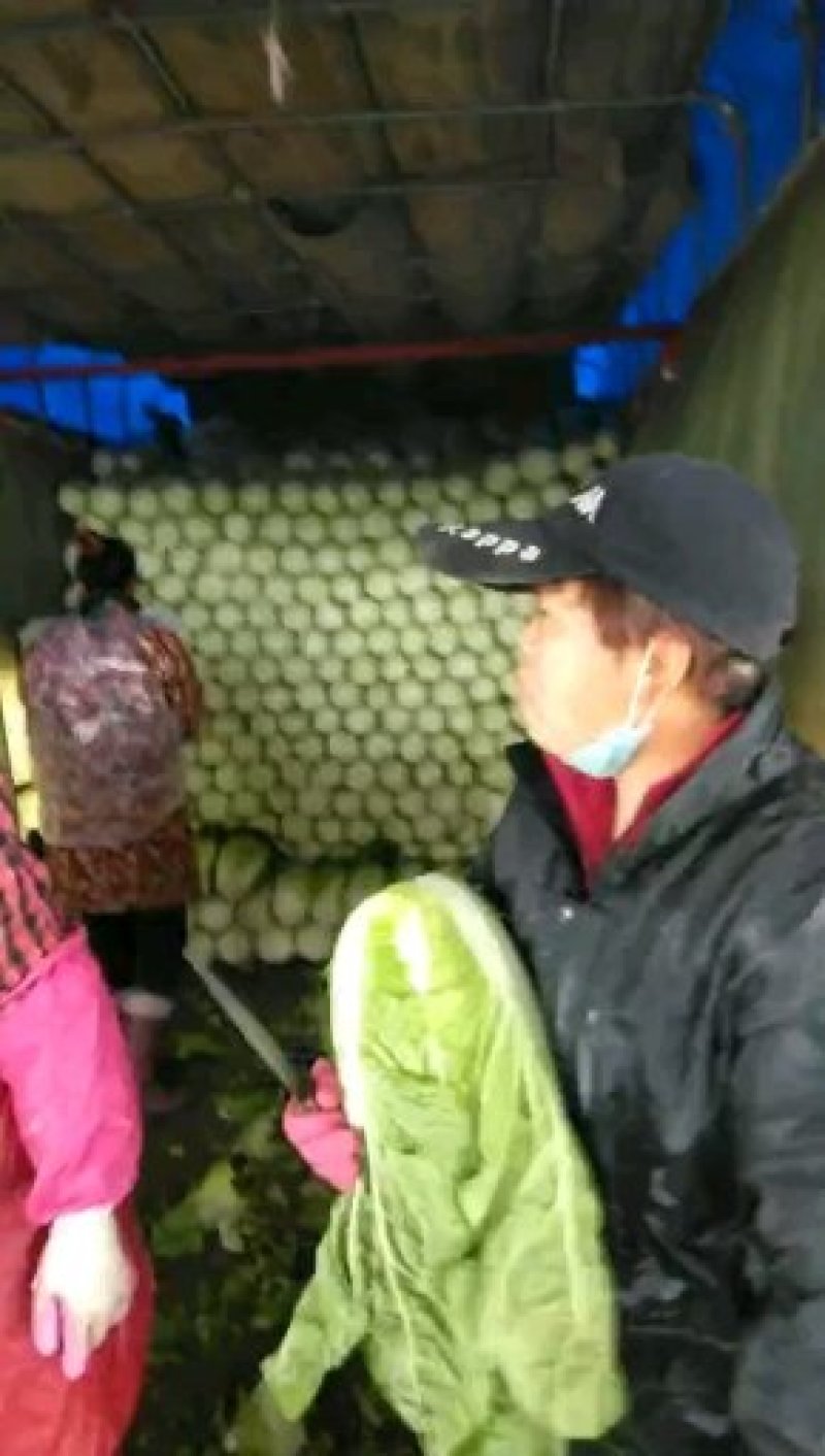 陆地玲珑黄，春风，等品种。大中小颗白菜都有。产地供应！