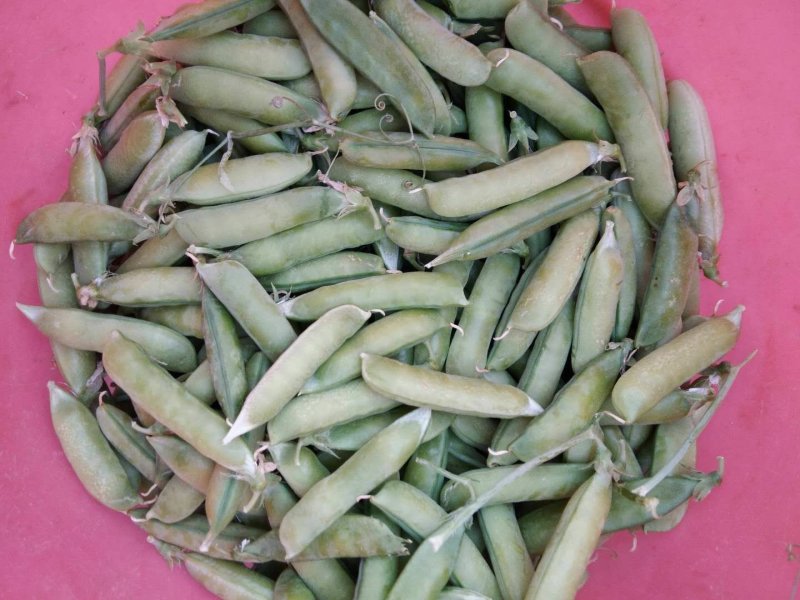 豌豆角