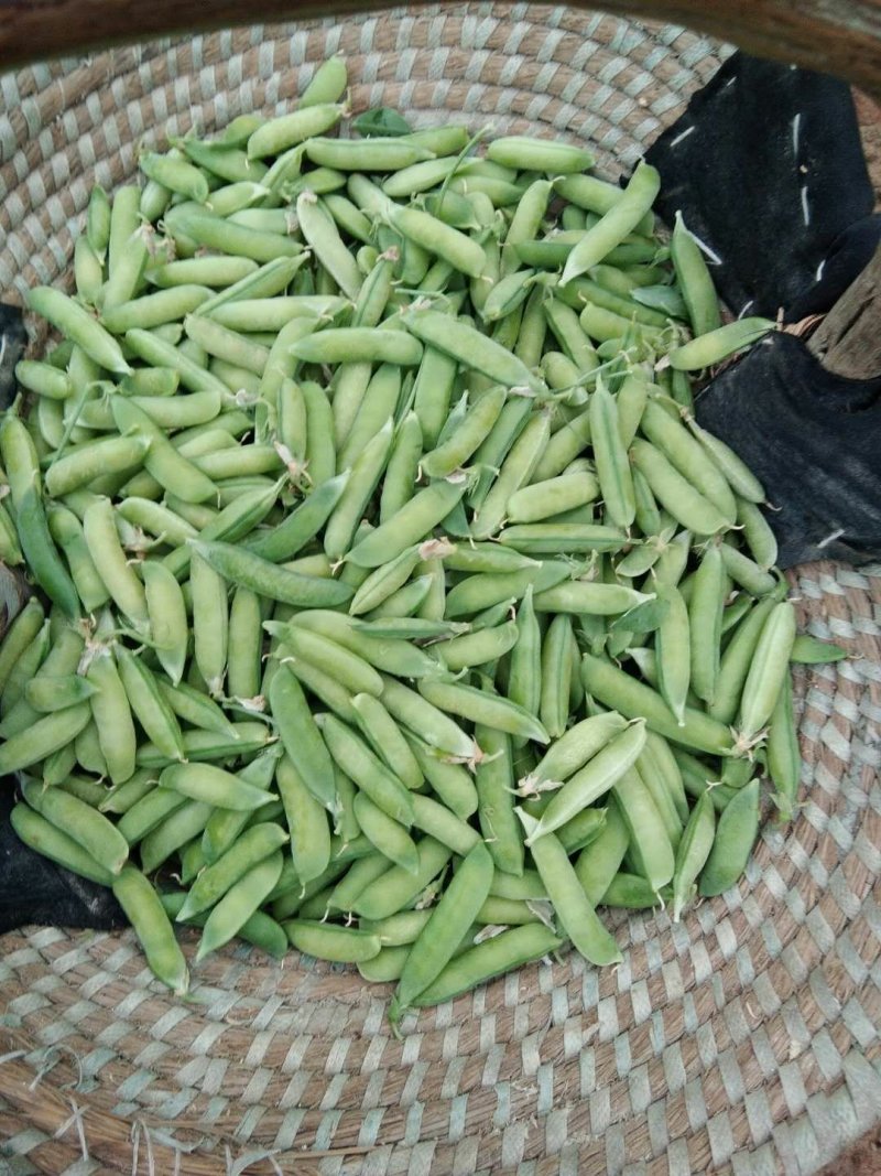 豌豆角