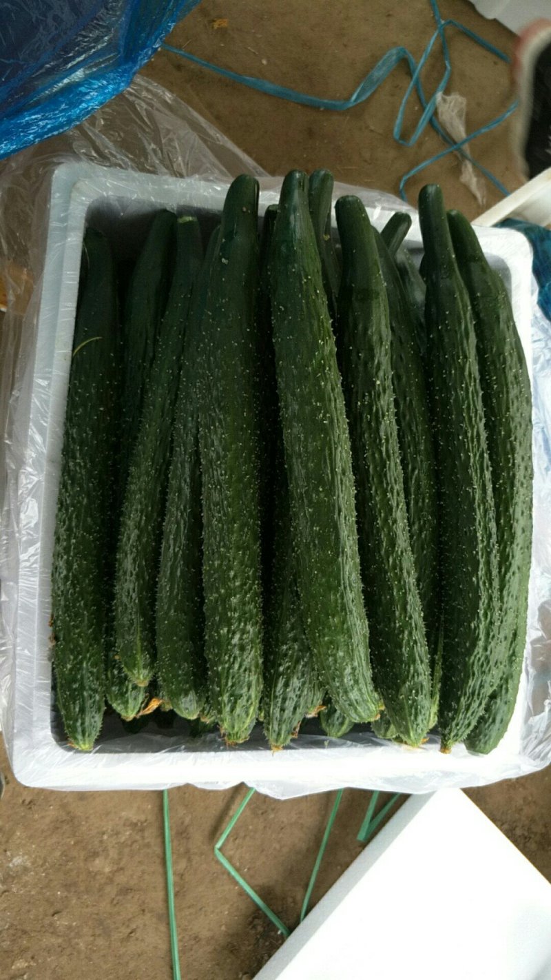 好黄瓜大量上市