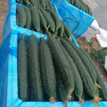 好黄瓜大量上市