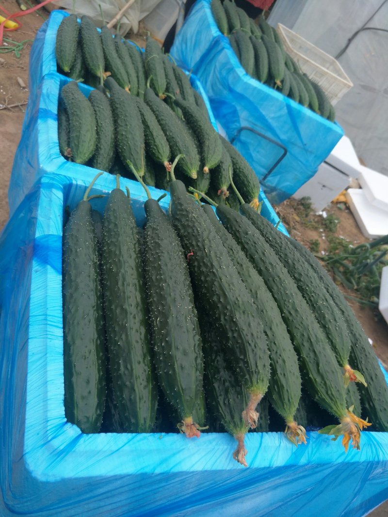 好黄瓜大量上市