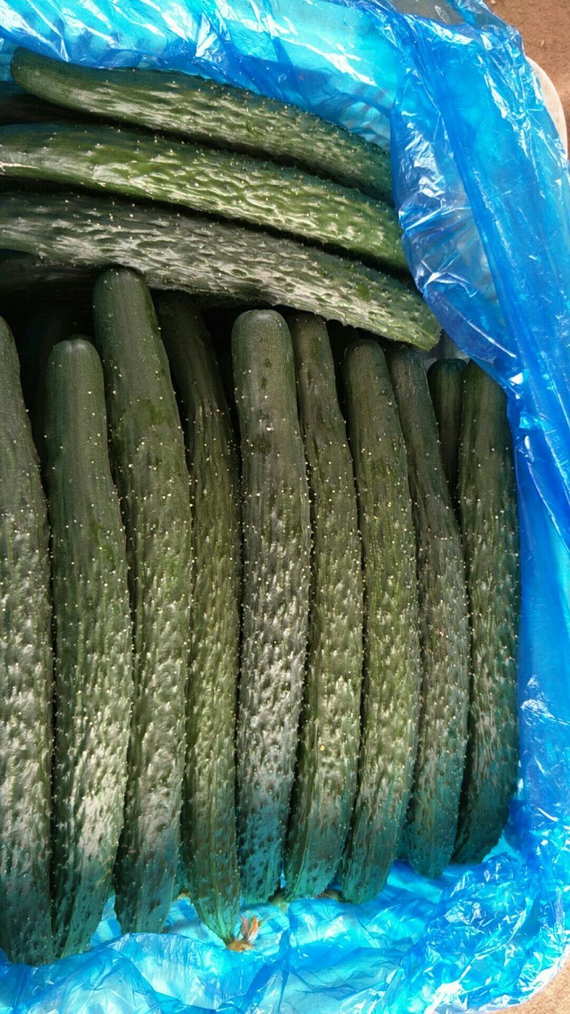 好黄瓜大量上市