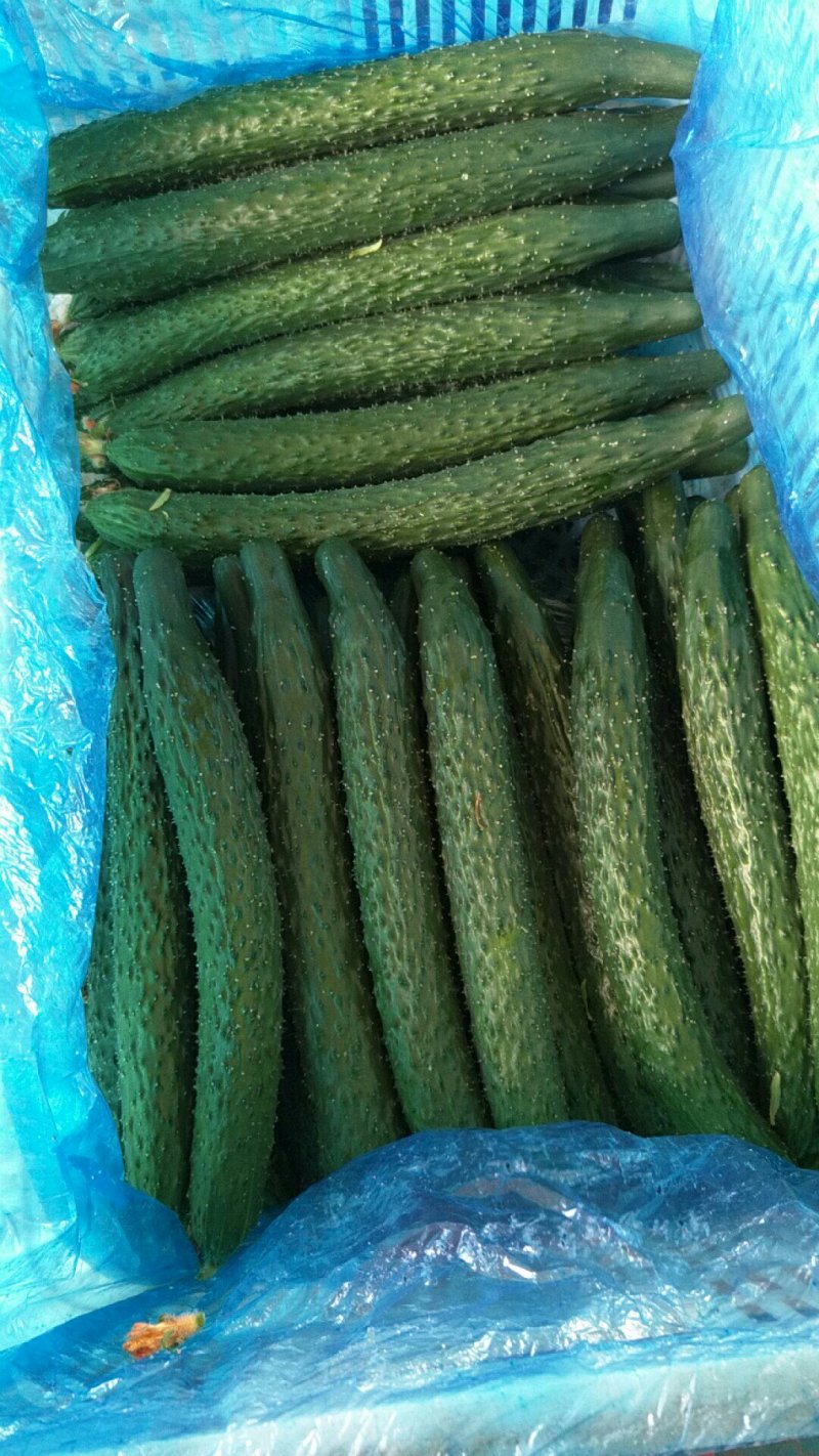 好黄瓜大量上市